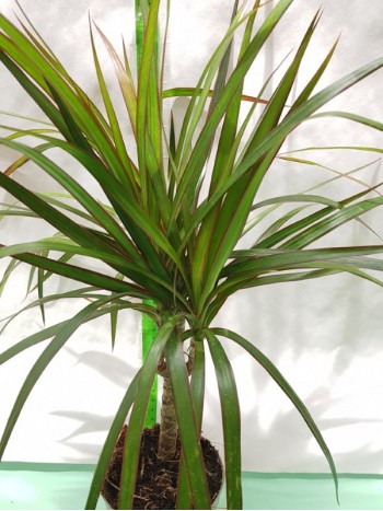 Драцена (Dracaena marginata)
